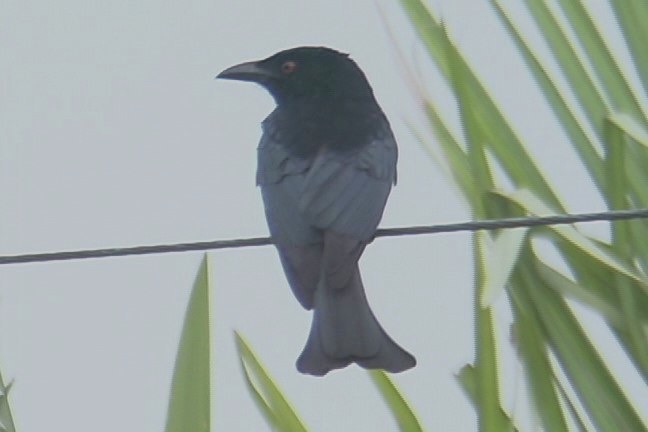 Drongo, Spangled 1