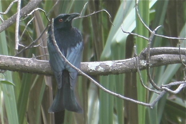 Drongo, Spangled 3