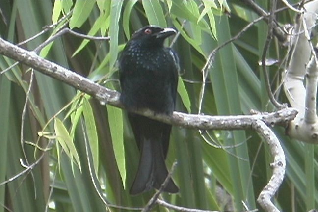 Drongo, Spangled 5