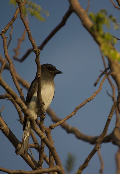 Drongo, White-bellied