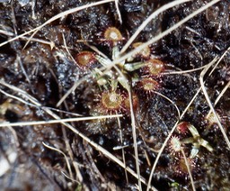 drosera rotundifolia646