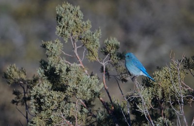 Bluebird, Mountain - Sialia currucoides