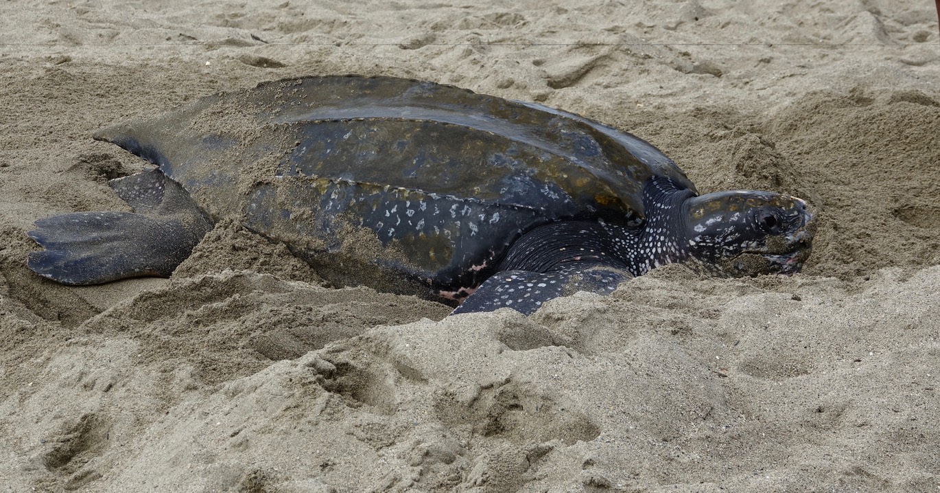 Leatherback Sea Turtle