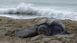 Leatherback Sea Turtle, Demochelys coriacea Grand Riviere, Trinidad