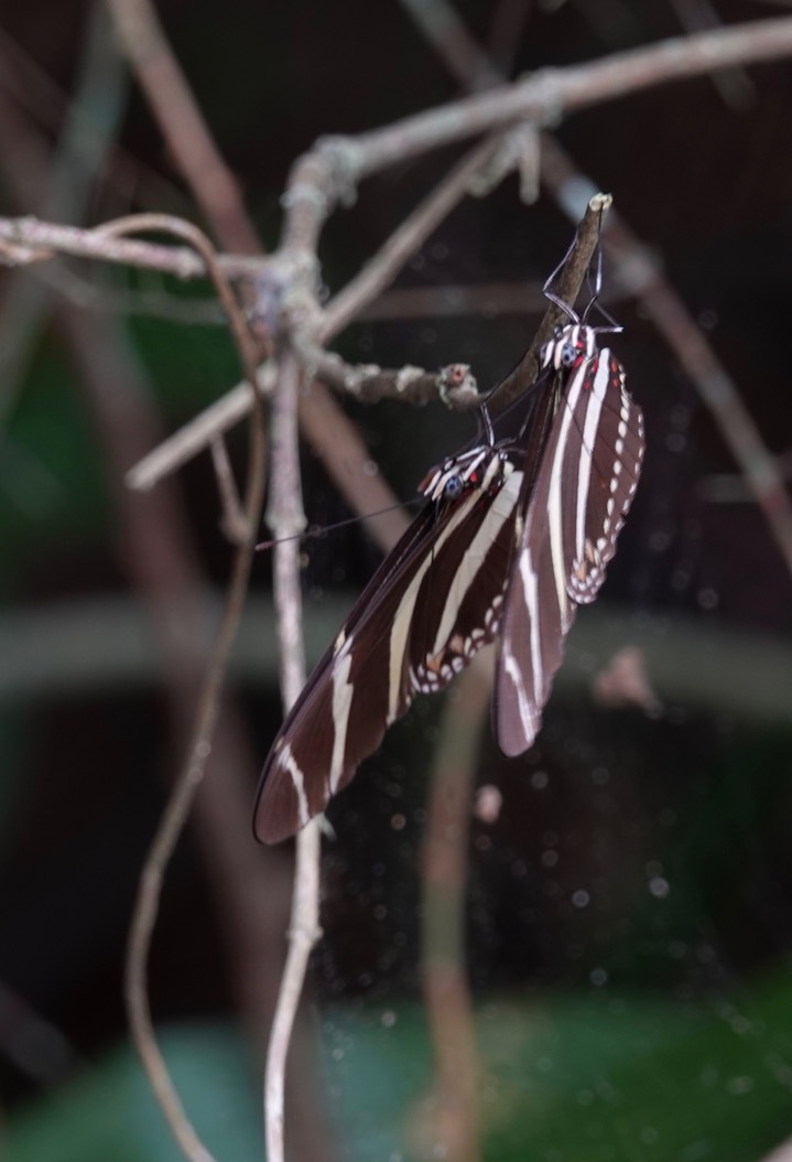 Heliconius charithonia, Zebra Heliconian