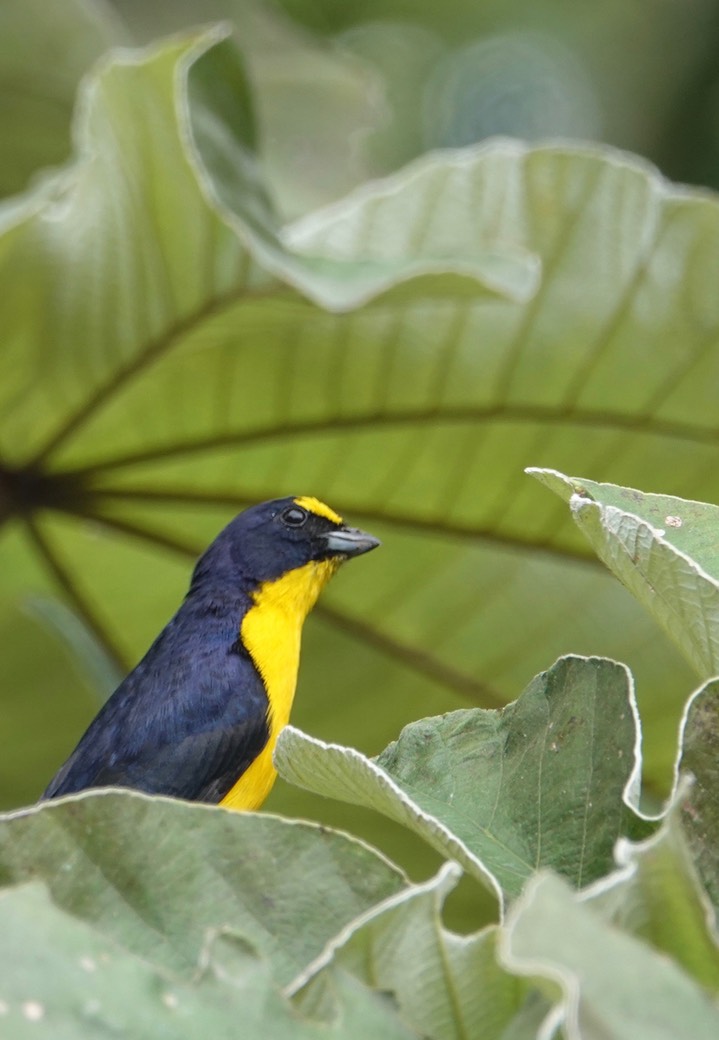 Euphonia, Yellow-throated - Euphonia hirundinacea