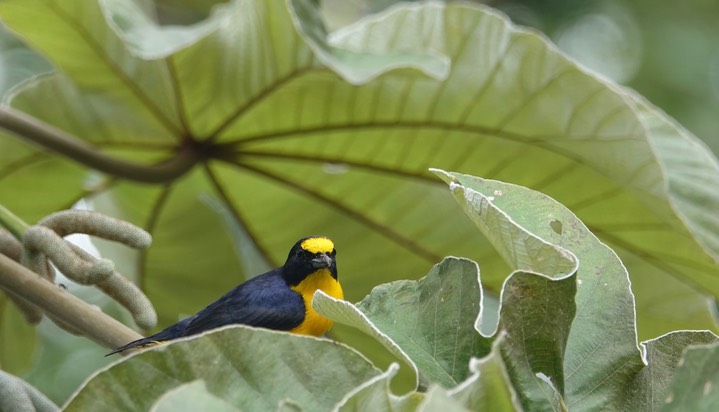 Euphonia, Yellow-throated - Euphonia hirundinacea