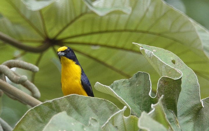 Euphonia, Yellow-throated - Euphonia hirundinacea