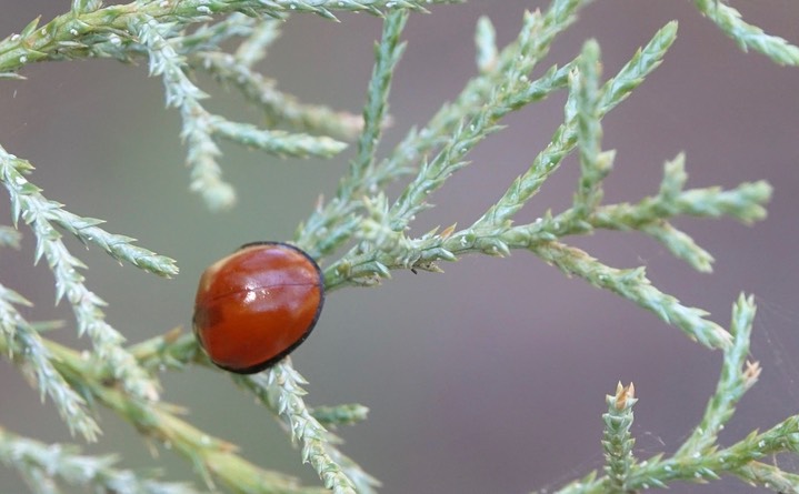 Cycloneda sanguinea sanguinea, Spotless Lady Beetle