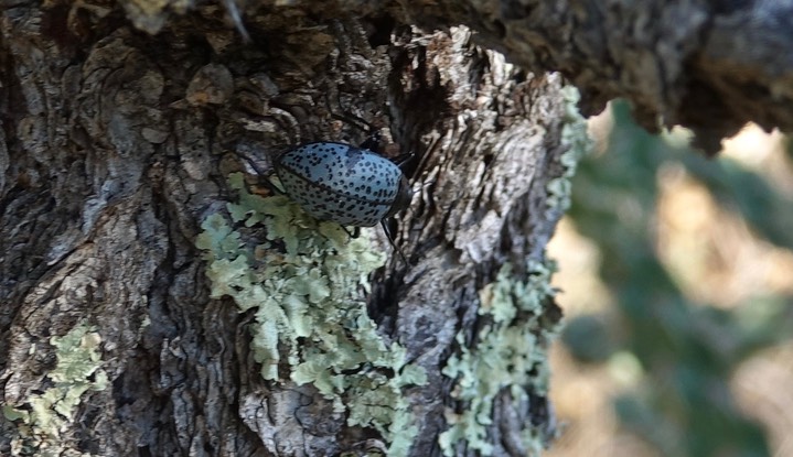 GIBBIFER CALIFORNICUS