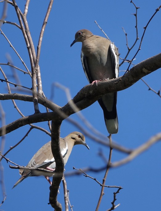 Dove, White-winged - Zenaida asiatica - Urique, Along the Urique River, Chihuahua, MX - Copper Canyon