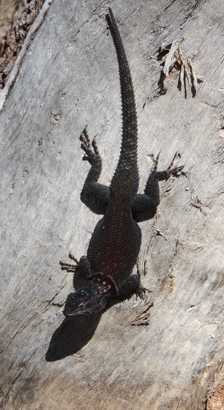 Sceloporus jarrovii, Yarrow's Spiny Lizard, Little Dam, Basin Trail, Chirichahua Mountains, Arizona