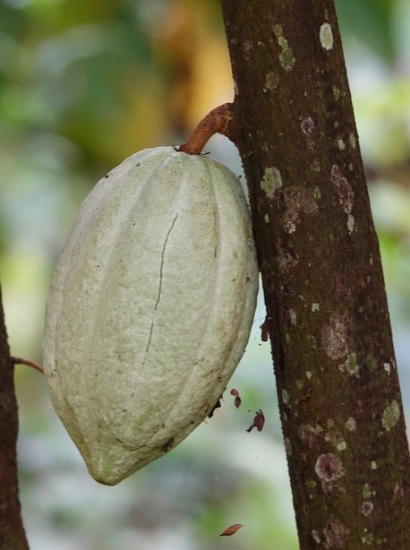 Puerto Vallarta Botanical Gardens, Cocoa