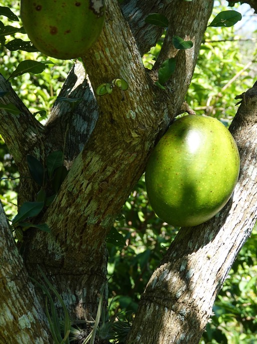 Puerto Vallarta Botanical Gardens, Calabash Tree, Crescentia cujete