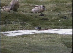 Duck, Andean