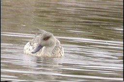 Duck, Crested