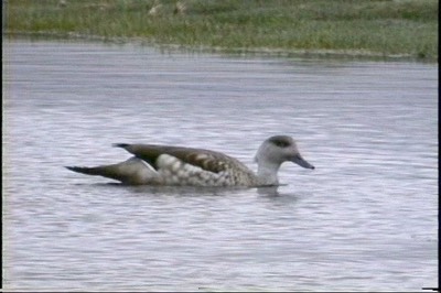 Duck, Crested4