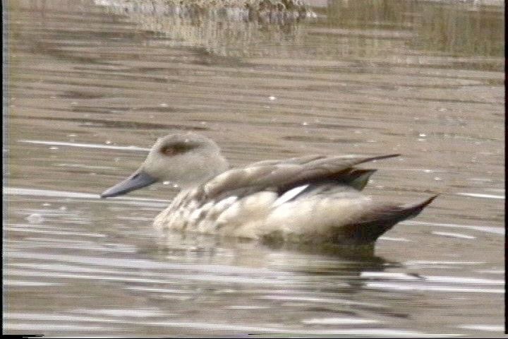 Duck, Crested7