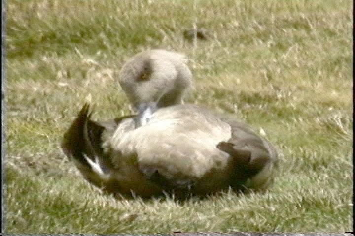 Duck, Crested9