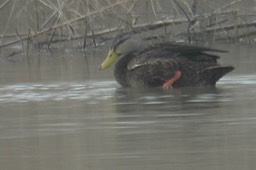 Duck, Mottled 3