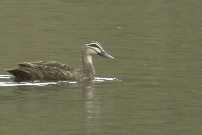 Duck, Pacific Black 10