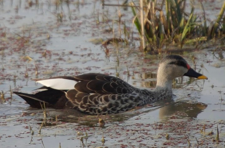 Duck, Spot-billed b