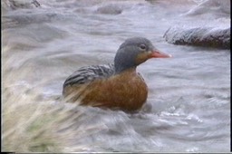 Duck, Torrent1