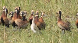 Duck, White-faced Whistling 4