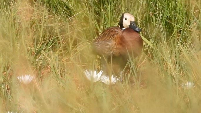 Duck, White-faced Whistling 1