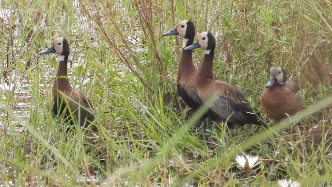 Duck, White-faced Whistling 2