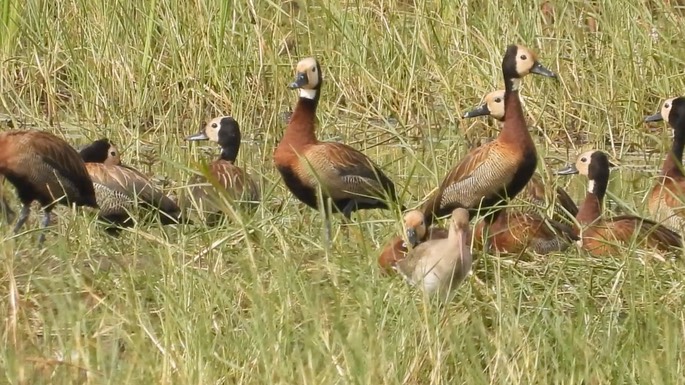 Duck, White-faced Whistling 3