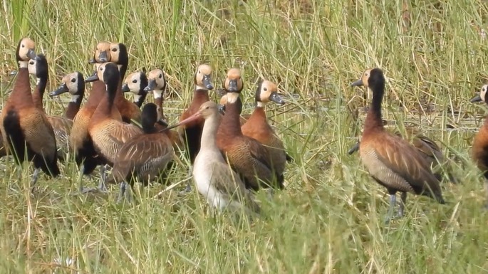 Duck, White-faced Whistling 4