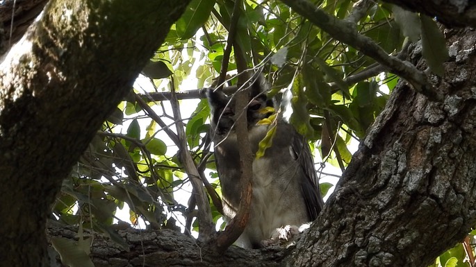 Eagle-Owl, Verreaux's 3