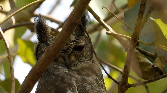 Eagle-Owl, Verreaux's 5