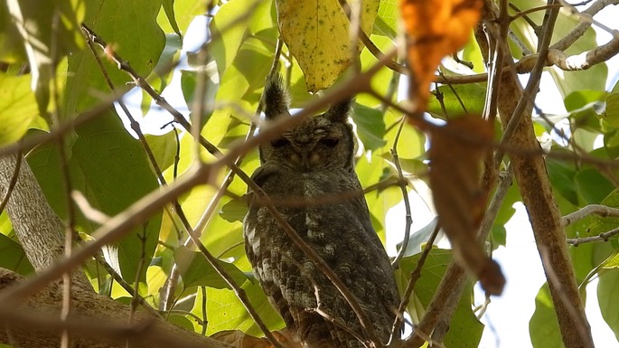 Eagle-Owl, Verreaux's 6