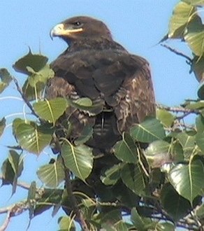 Eagle, Steppe 10