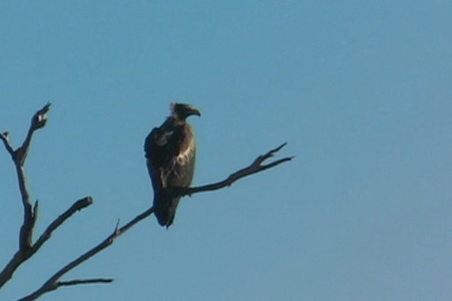 Eagle, Wedge-tailed 1