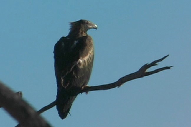 Eagle, Wedge-tailed 3