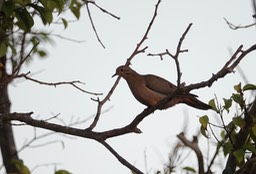 Eared Dove, Zenaida auriculata    