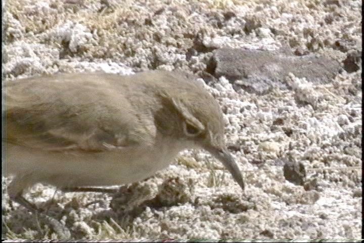 Earthcreeper, Straight-billed7