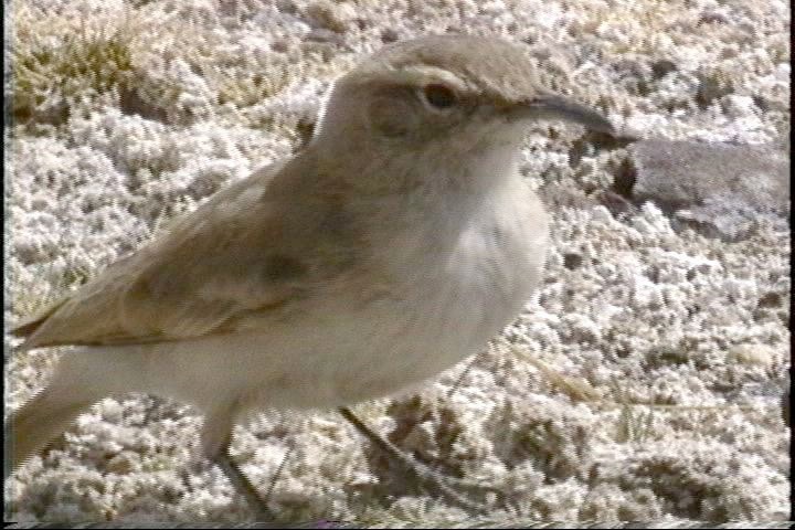 Earthcreeper, Straight-billed2