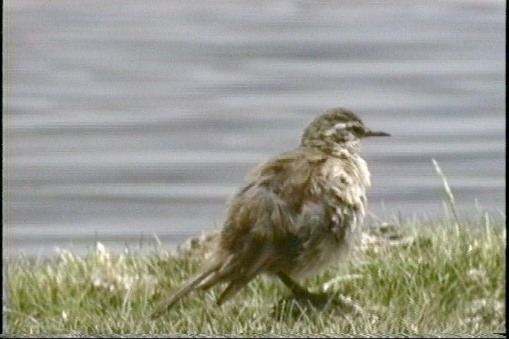 Earthcreeper, Straight-billed5