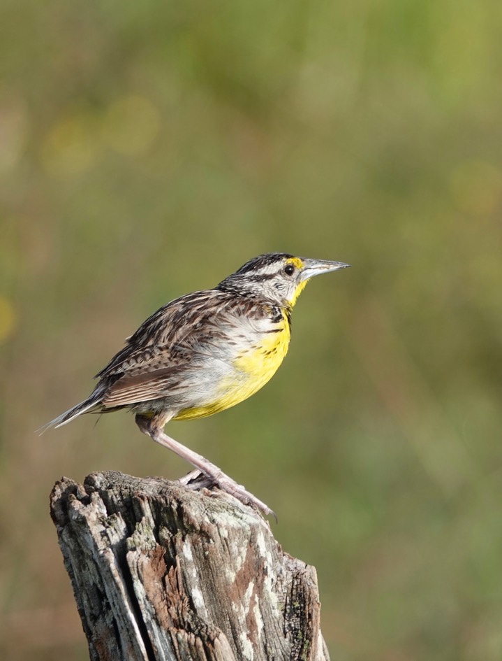 Eastern Meadowlark, Sturnella magna9