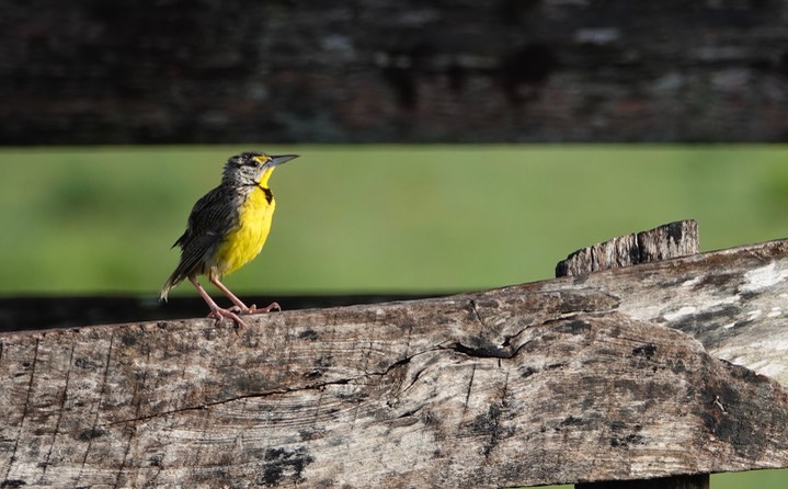 Eastern Meadowlark, Sturnella magna4