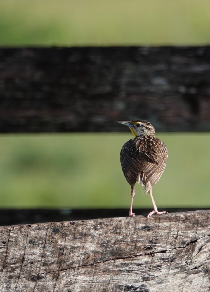 Eastern Meadowlark, Sturnella magna5