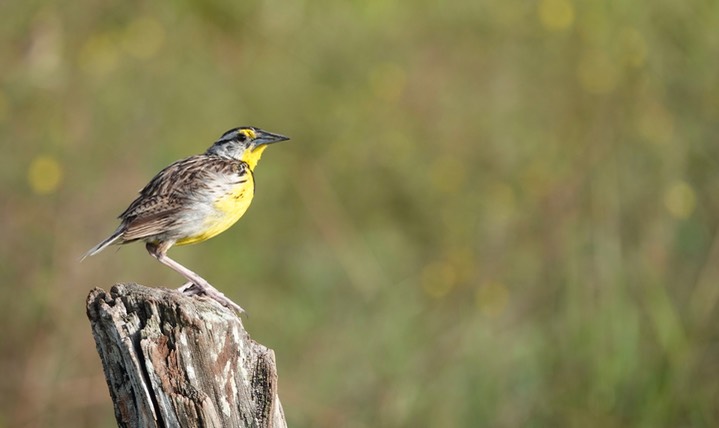 Eastern Meadowlark, Sturnella magna8