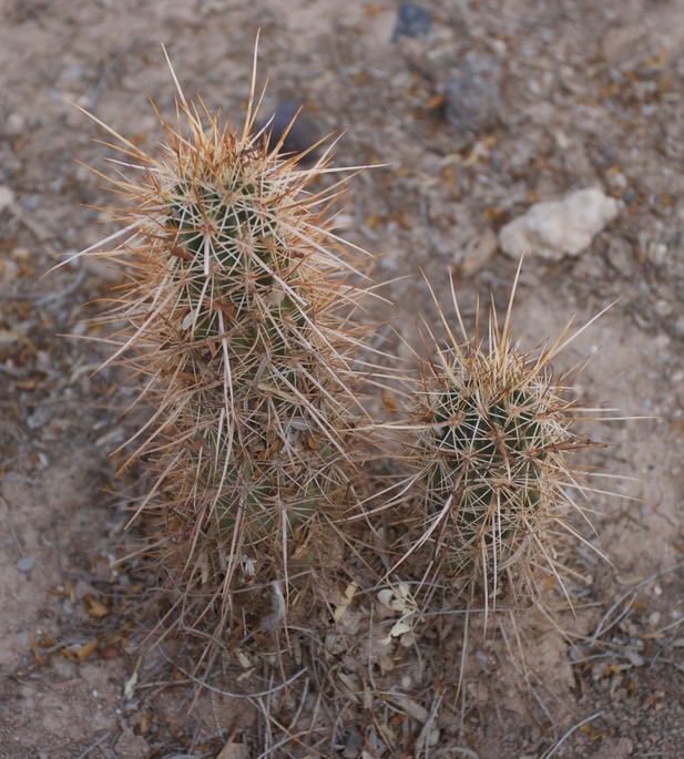 echinocereus-engelmannii_med-2