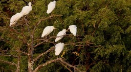 Egret, Cattle 2