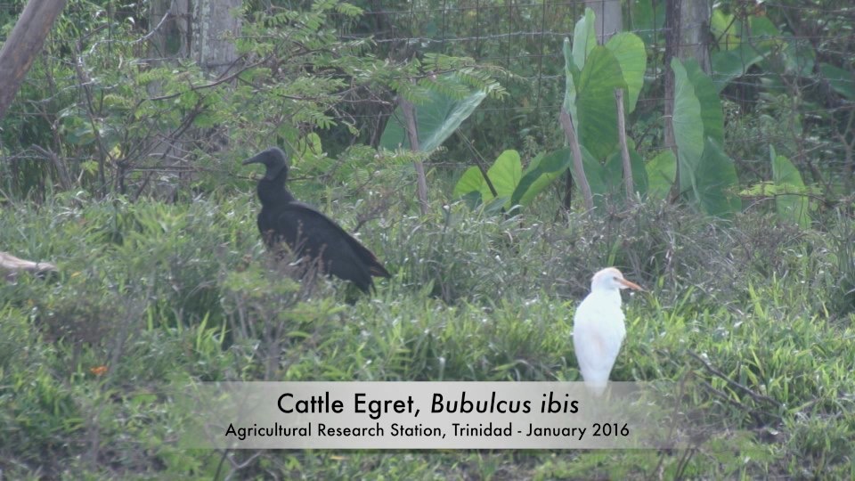 Egret, Cattle