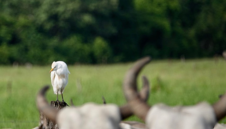 Egret, Cattle. Bubulcus ibis